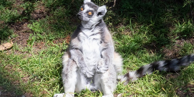 This undated photo provided by the San Francisco Police, courtesy of the San Francisco Zoo, shows a missing lemur named Maki. The ring-tailed lemur was missing from the San Francisco Zoo after someone broke into an enclosure overnight and stole the endangered animal, police said Wednesday, Oct. 14, 2020. The 21-year-old male lemur was discovered missing shortly before the zoo opened to visitors, zoo and police officials said. They're seeking tips from the public in hopes of finding the lemur, explaining that Maki is an endangered animal that requires specialized care. (Marianne V. Hale/San Francisco Zoo via AP)