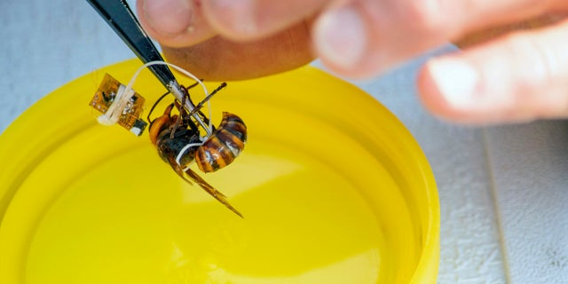 In this Sept. 30, 2020, photo provided by the Washington State Department of Agriculture, a researcher works to attach a tracking device to a live Asian giant hornet near Blaine, Wash. Agricultural officials in Washington state said Friday, Oct 2, 2020 they are trying to find and destroy a nest of Asian giant hornets believed to be near the small town amid concerns the hornets could kill honey bees crucial for pollinating raspberry and blueberry crops. (Karla Salp/Washington State Department of Agriculture via AP)