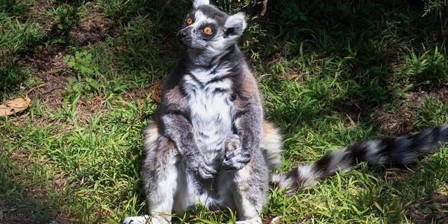 A missing lemur named Maki has been found. The ring-tailed lemur was missing from the San Francisco Zoo after someone broke into an enclosure overnight and stole the endangered animal, police said last week. The 21-year-old male lemur was discovered missing shortly before the zoo opened to visitors, zoo and police officials said. A 5-year-old boy who helped catch the primate has been rewarded with a lifetime membership to the zoo. (Marianne V. Hale/San Francisco Zoo via AP)