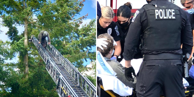 A carjacking suspect was transported to a local area hospital for an injury suffered prior to climbing the tree.
