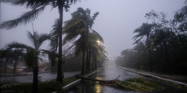 A fallen palm tree left by Hurricane Delta in Cancun, in Cancun, Mexico, Wednesday, Oct. 7, 2020.