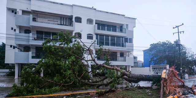 A tree lays on its side, toppled by Hurricane Delta in Cancun, Mexico, Wednesday, Oct. 7, 2020.