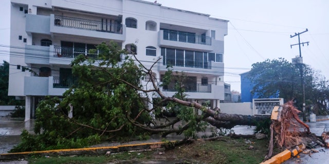 A tree lays on its side, toppled by Hurricane Delta in Cancun, Mexico, Wednesday, Oct. 7, 2020.