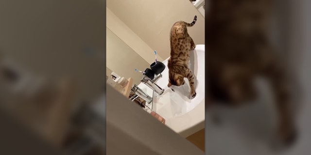 Amber, a 1-year-old Bengal cat, ended up causing some serious damage to its owners' home after learning how to turn on the sink and plug the drain hole.