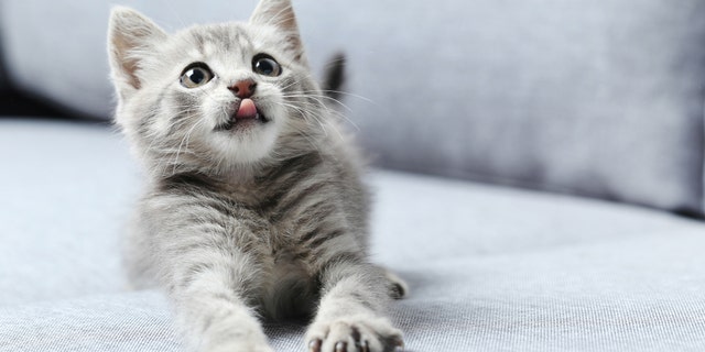 Even the cats were embarrassed for him.