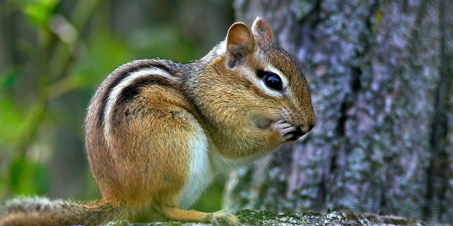 A food writer in Atlanta has opened a tiny restaurant for a chipmunk on her front porch. She named the chipmunk (not pictured) Thelonious Munk. (iStock)