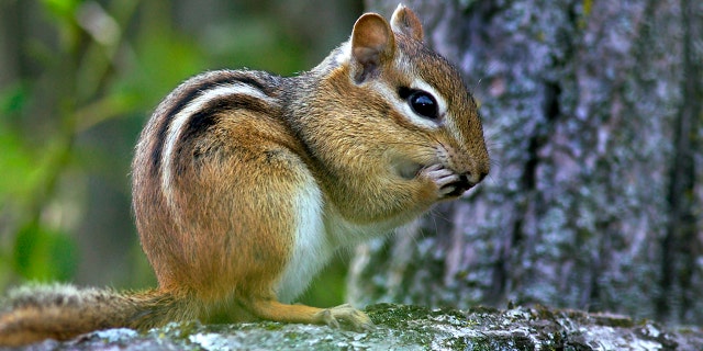 A food writer in Atlanta has opened a tiny restaurant for a chipmunk on her front porch. She named the chipmunk (not pictured) Thelonious Munk. (iStock)
