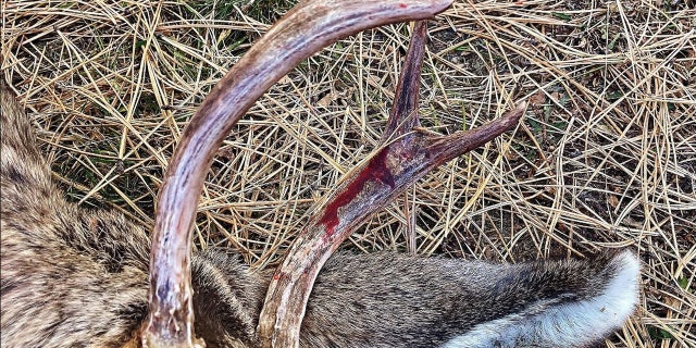 Blood stained the antlers of a young buck deer that attacked a woman walking her dog on a wooded trail near her Black Forest home on Friday.