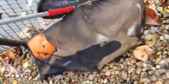 The responding animal control officers were able to capture the deer in a net before attempting to free it from the pumpkin, video shows