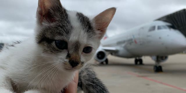 Bo the kitten. (Louisville Muhammad Ali International Airport)