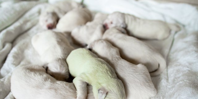 A mint green golden retriever puppy named "Mojito" is seen with other puppies in a previous instance of a puppy being born with green fur, Oct. 22, 2019. (Getty Images)