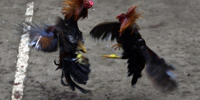 KORONADAL, PHILIPPINES - DECEMBER 04: Locals watch as roosters clash during a cockfight on December 4, 2011 in Koronadal, Philippines. (Photo by Jeoffrey Maitem/Getty Images)