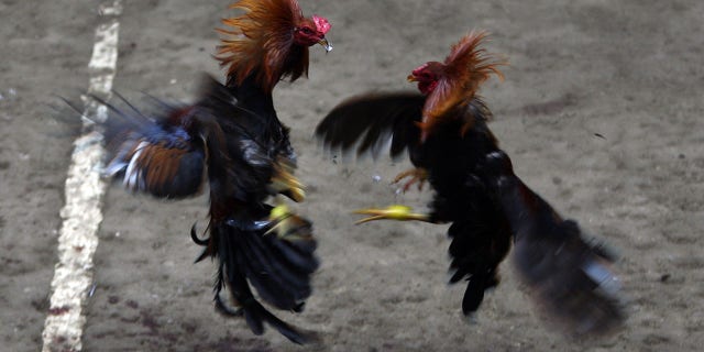 KORONADAL, PHILIPPINES - DECEMBER 04: Locals watch as roosters clash during a cockfight on December 4, 2011 in Koronadal, Philippines. (Photo by Jeoffrey Maitem/Getty Images)