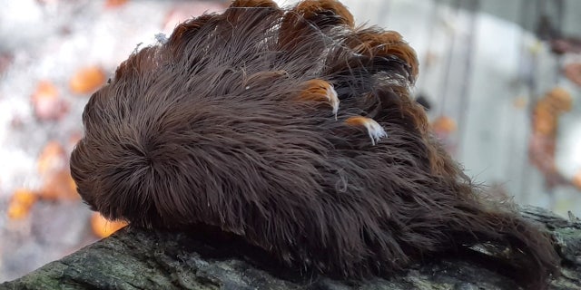 Hairy Caterpillar With Venomous Spines Found In Virginia Prompting