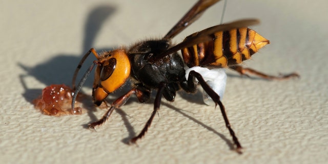 In photo provided by the Washington State Dept. of Agriculture, an Asian Giant Hornet wearing a tracking device is shown Thursday, Oct. 22, 2020 near Blaine, Wash. (Associated Press)