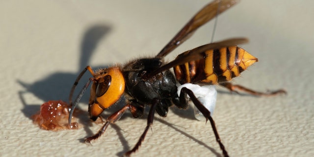 In photo provided by the Washington State Dept. of Agriculture, an Asian Giant Hornet wearing a tracking device is shown Thursday, Oct. 22, 2020 near Blaine, Wash. (Associated Press)