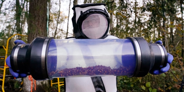 Sven Spichiger, Washington State Department of Agriculture managing entomologist, displays a canister of Asian giant hornets vacuumed from a nest in a tree behind him Saturday, Oct. 24, 2020, in Blaine, Wash. (Associated Press)