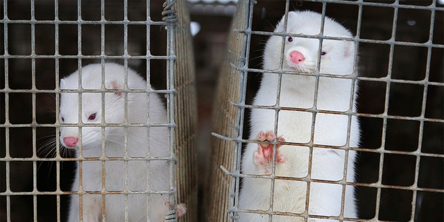 FILE - In this Dec. 6, 2012, file photo, minks look out of a cage at a fur farm in the village of Litusovo, northeast of Minsk, Belarus. Coronavirus outbreaks at mink farms in Spain and the Netherlands have scientists digging into how the animals got infected and if they can spread it to people. (AP Photo/Sergei Grits, File)