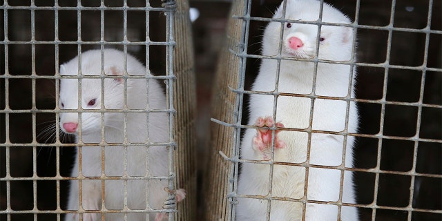 FILE - In this Dec. 6, 2012, file photo, minks look out of a cage at a fur farm in the village of Litusovo, northeast of Minsk, Belarus. Coronavirus outbreaks at mink farms in Spain and the Netherlands have scientists digging into how the animals got infected and if they can spread it to people. (AP Photo/Sergei Grits, File)