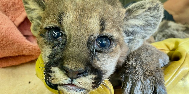Burned Mountain lion cub upon arrival to the Oakland Zoo Veterinary Hospital.