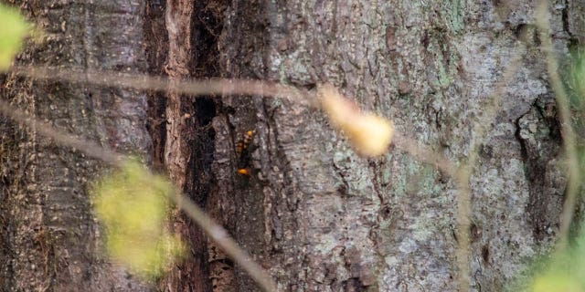 .The nest is inside the cavity of a tree located on private property near an area cleared for a residential home, according to the Washington State Department of Agriculture