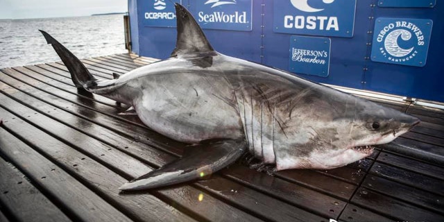 Nukumi is the largest great white shark the research nonprofit OCEARCH has tagged 