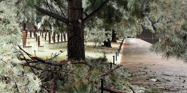 Trees at the Oklahoma City National Memorial & Museum were damaged from the ice storm that caused widespread problems across Oklahoma on Tuesday, Oct. 27, 2020.