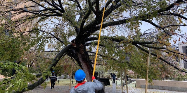 The tree known as the "Survivor Tree" at the Oklahoma City National Memorial sustained damage from an ice storm impacting the region.
