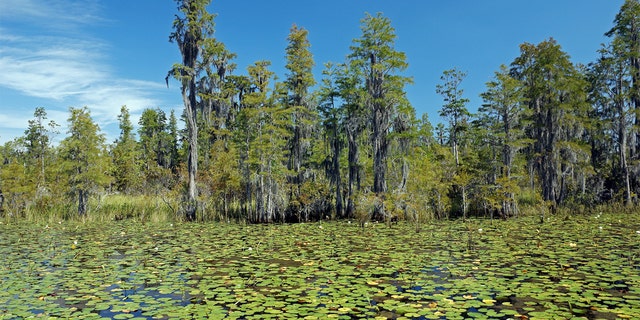 The Okefenokee Swamp covers 700 square miles and is the largest swamp in North America.