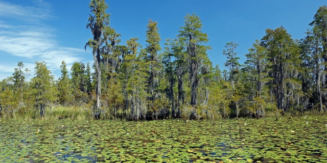 The Okefenokee Swamp covers 700 square miles and is the largest swamp in North America.