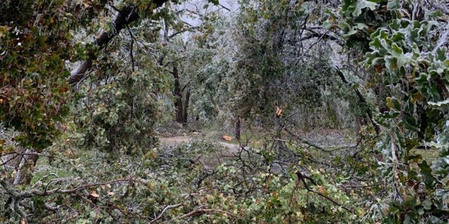 Major damage could also be seen in Edmond, Okla. after the ice storm caused countless tress to bend and break.