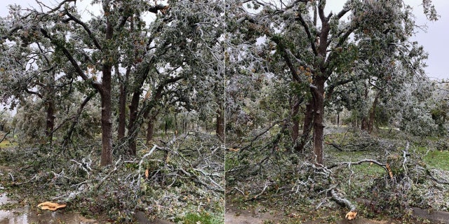 Major damage could also be seen in Edmond, Okla. after the ice storm caused countless tress to bend and break.