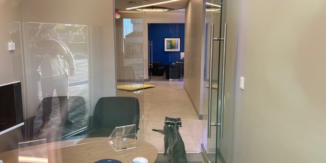 The raccoons were found inside the bank in Redwood City, Kalifornië.