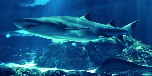 Underwater photo of swimming sharks.