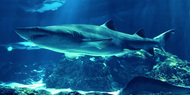 Underwater photo of swimming sharks.