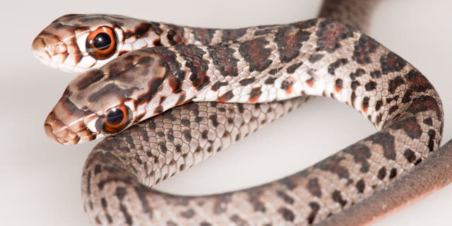 The two-headed snake was brought home by a Florida family's cat.