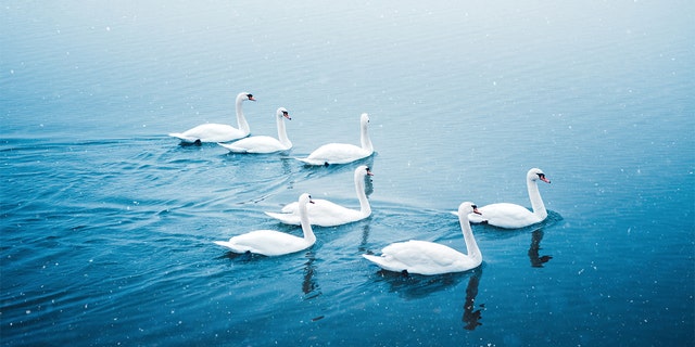 The dead body of a swan tested positive for avian flu in San Diego County, according to officials. 