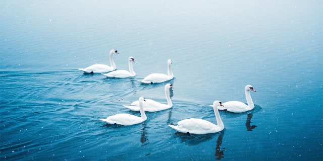 The dead body of a swan tested positive for avian flu in San Diego County, according to officials.