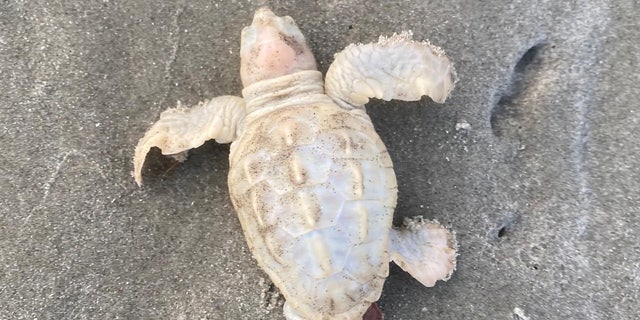 Rare sea turtle discovered on South Carolina beach in 'elusive' find