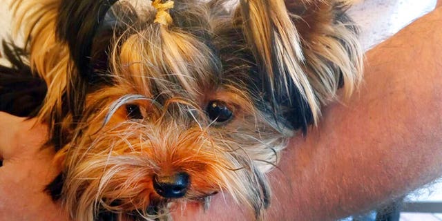 Uti-Puti Knopochka, shown here in an undated photo, was among 11 dogs flown into the United States from Moscow via courier on Sept. 8, 2020.. (Elena Kurakova via AP)