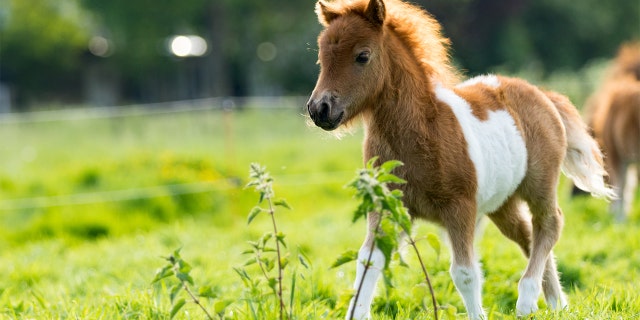 The couple said their young filly was valued at $4,500.