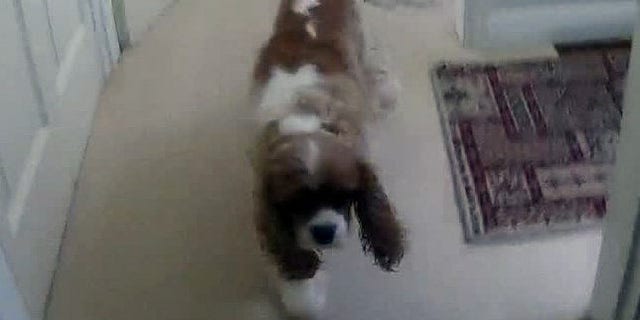 Authorities in England responded to calls from a 93-year-old woman who was worried that her dog, Toby, had gone missing.