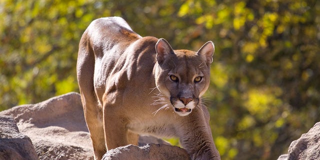 Wildcats have been seen year round almost across the state, according to Idaho Fish and Game.  (iStock)