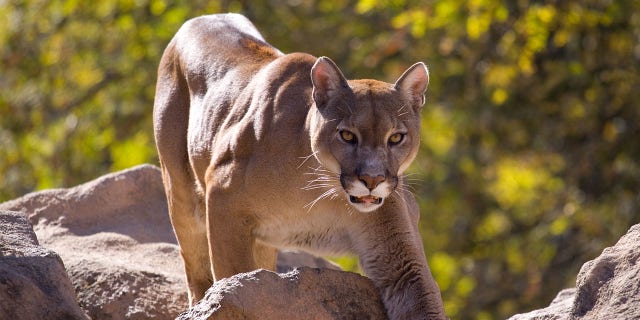 The wild cats have been observed year-round across almost the entire state, according to Idaho Fish and Game. (iStock)
