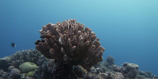 The Great Barrier Reef has lost half of its coral in the last three decades. As the more complex coral structure is lost, so do the fish habitats. CREDIT Andreas Ditzel.