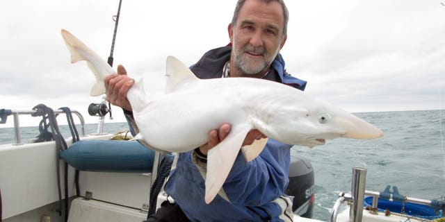 Jason Gillespie with the first-ever albino all-white SHARK caught off Britain, near the Isle Of Wight. (SWNS)