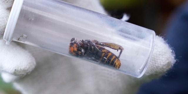 A Washington State Department of Agriculture worker displays an Asian giant hornet taken from a nest Saturday, Oct. 24, 2020, in Blaine, Wash. (Associated Press)