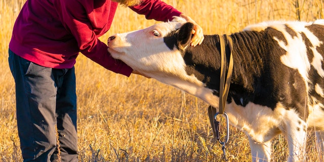 A 2007 study suggested that the practice, which is catching on in the U.S. and Switzerland, benefits the cows as well as the humans.