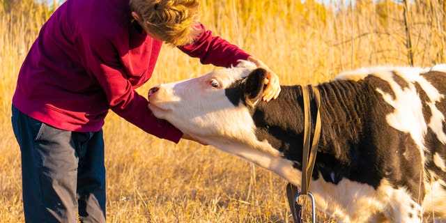 A 2007 study suggested that the practice, which is catching on in the U.S. and Switzerland, benefits the cows as well as the humans.