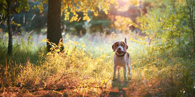 Take a walk in fall foliage and ground your senses in the present moment. (iStock)